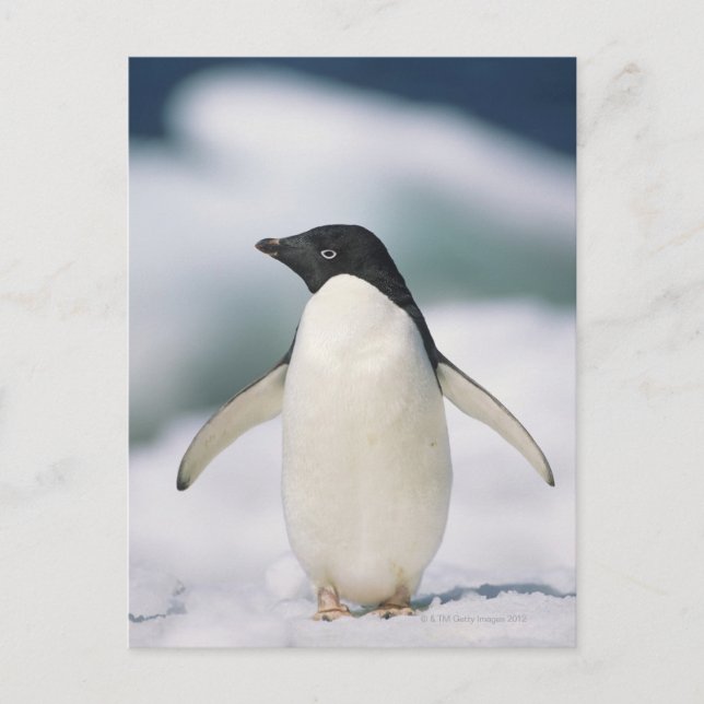 Carte Postale Adelie penguin, gros plan (Devant)