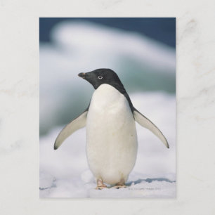 Carte Postale Adelie penguin, gros plan