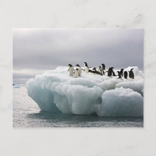 Carte Postale Adelie Penguin Pygoscelis adeliae),