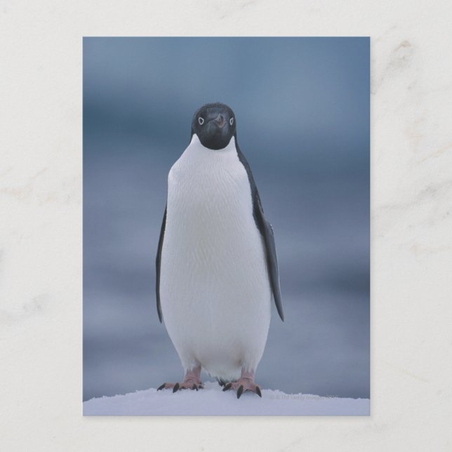 Carte Postale Adelie Penguin sur la glace (Devant)