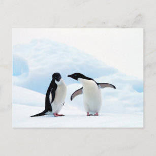 Carte Postale Adelie Penguins