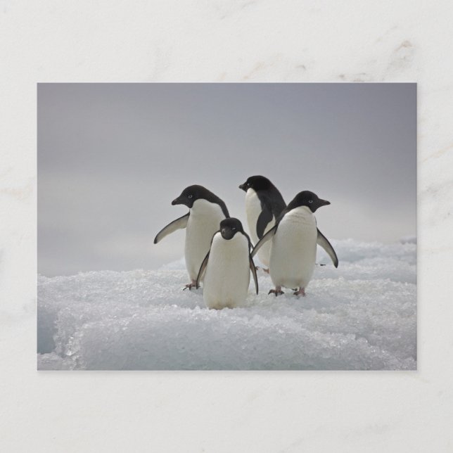 Carte Postale Adelie Penguins sur les flux de glace (Devant)