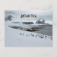 Adelie Penguins sur l'île de Horseshoe Antarctique