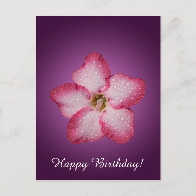 Carte Postale Adénium Fleur Rose Flore Dégradé Violet (Devant)