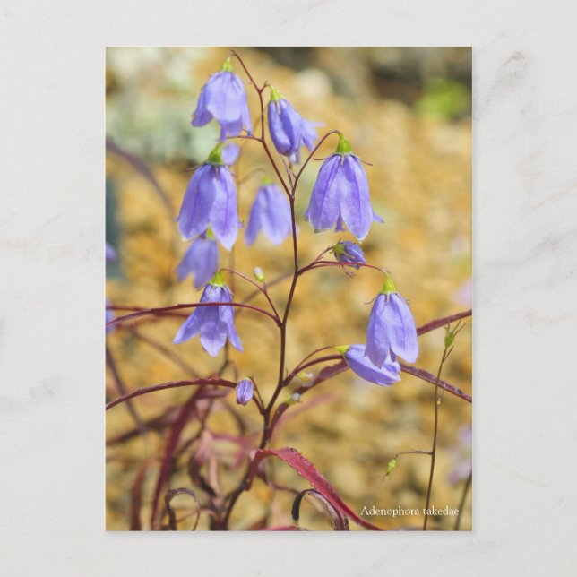 Carte Postale Adenophora takedae [Carte postale] ポ ー ド カ (Devant)