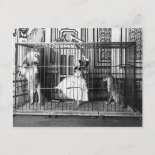 Carte Postale Adgie et ses Lions Formés Cirque Vintage 1897