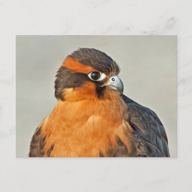 Carte Postale ADiplomado Falcon Gros plan (Devant)
