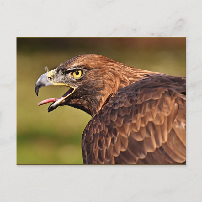 Carte Postale Adler, Oiseau de proie (Devant)