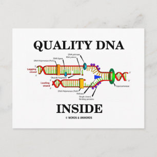 Carte Postale ADN de qualité à l'intérieur (réplication de l'ADN