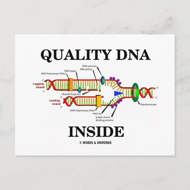 Carte Postale ADN de qualité à l'intérieur (réplication de l'ADN (Devant)