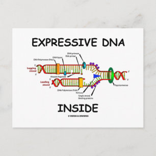 Carte Postale ADN expressif à l'intérieur (réplication de l'ADN)