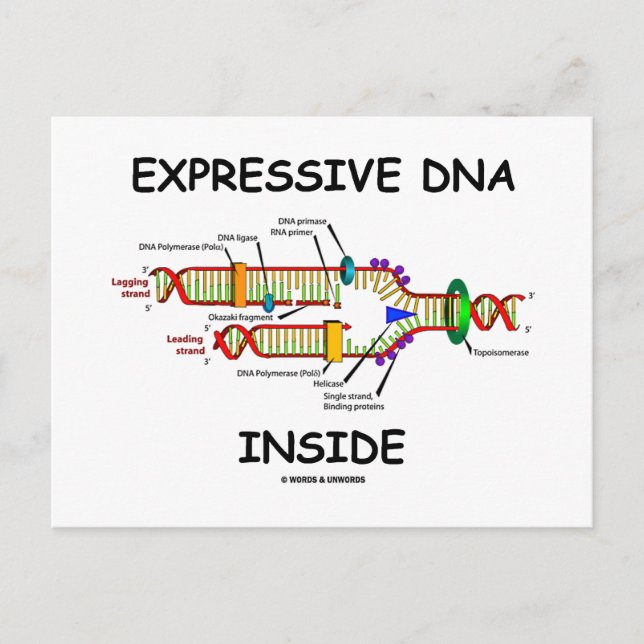 Carte Postale ADN expressif à l'intérieur (réplication de l'ADN) (Devant)