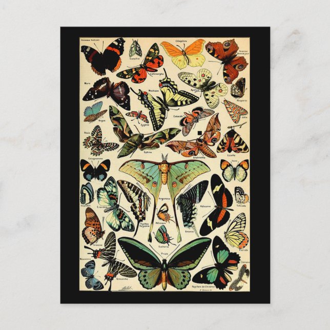 Carte postale Adolphe Millot Papillons (Devant)