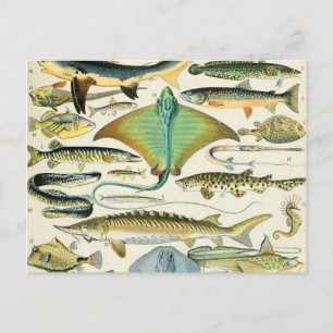 Carte Postale Adolphe Millot poisson B