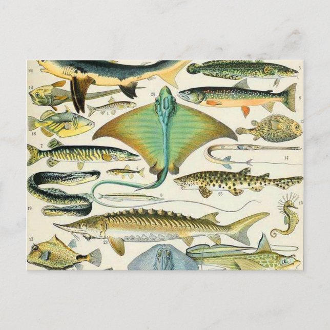 Carte Postale Adolphe Millot poisson B (Devant)