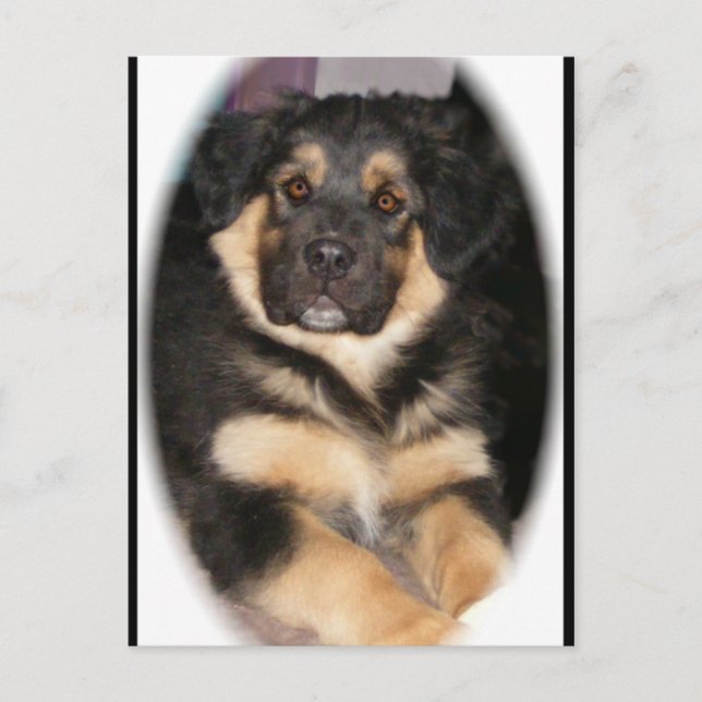 Carte postale adoptable_GSD_mix (Devant)
