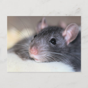 Carte Postale Adorable