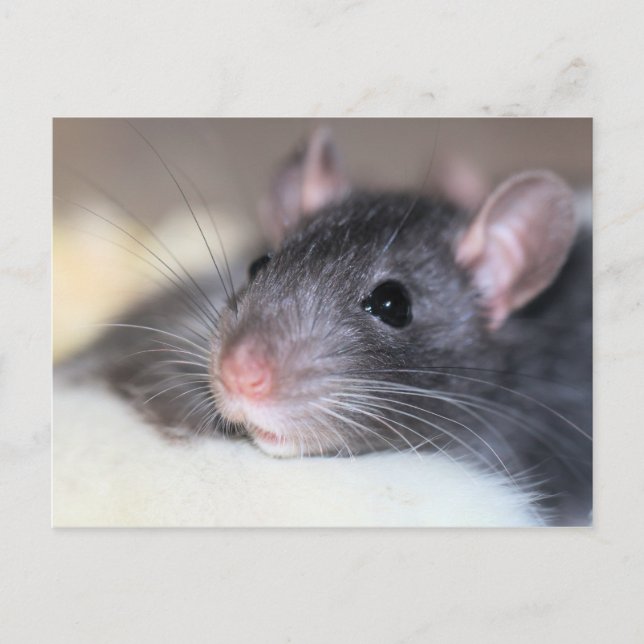 Carte Postale Adorable (Devant)