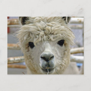 Carte Postale Adorable Alpaca