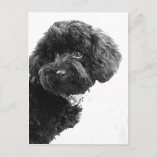 Carte Postale Adorable Ami