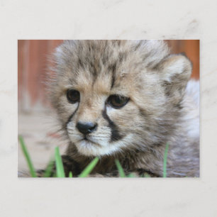 Carte postale adorable Baby Cheetah