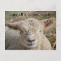Adorable Babydoll Agneau du sud
