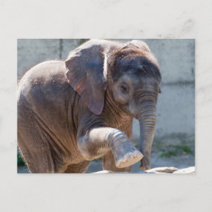Carte Postale adorable bébé éléphant