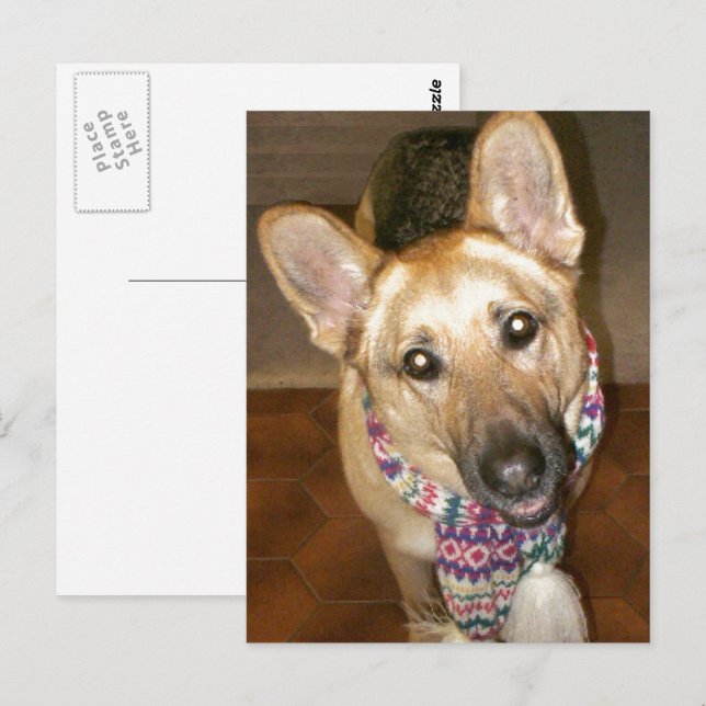 Carte Postale adorable berger allemand noir et bronzé (Devant / Derrière)