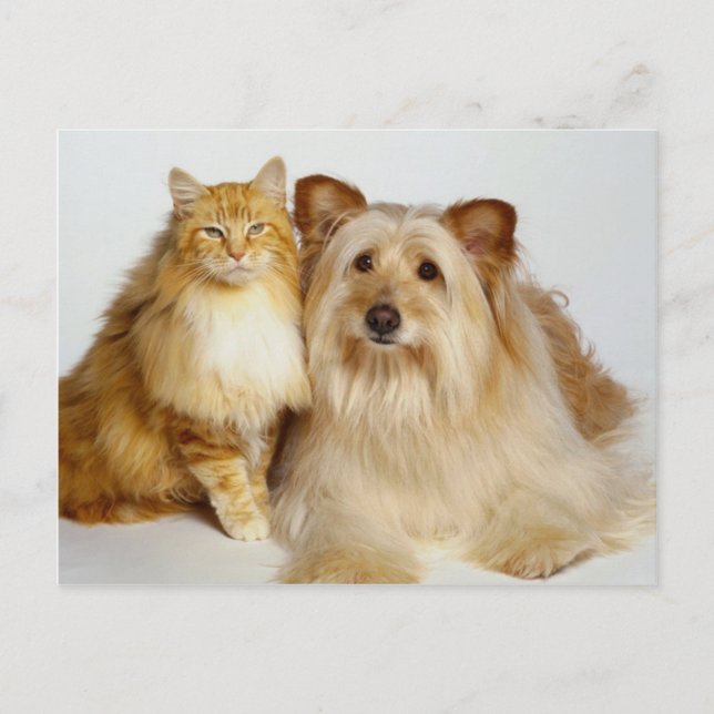 Carte Postale Adorable Best Friends Photo Chien et Chat (Devant)