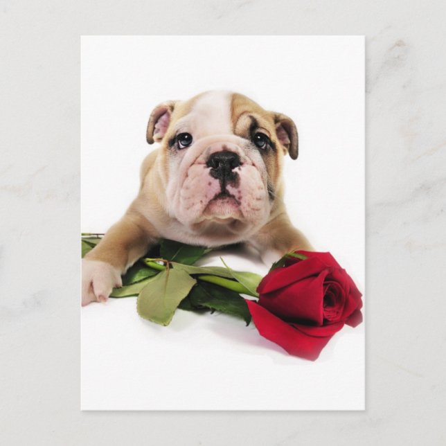 Carte Postale Adorable Brown et blanc Bulldog avec fleur rouge (Devant)
