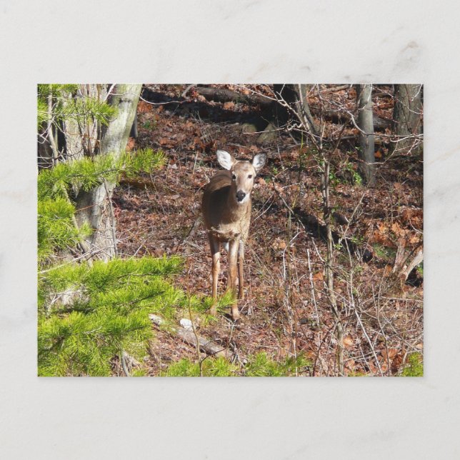 Carte Postale Adorable Cerf dans les Bois Photographie de la nat (Devant)