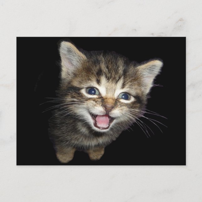 Carte Postale Adorable Chat de chaton de chaton de chaton (Devant)