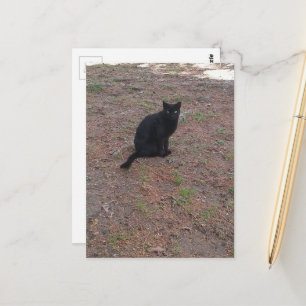 Carte Postale adorable chat noir errant