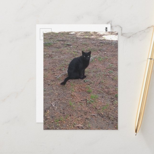 Carte Postale adorable chat noir errant (Devant/Arrière en situation)