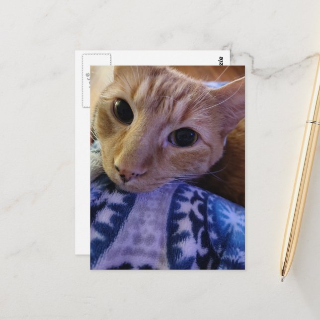 Carte Postale Adorable chat roux endormi (Devant/Arrière en situation)