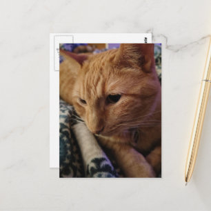 Carte Postale Adorable chat roux endormi