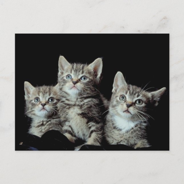 Carte Postale Adorable chatons (Devant)