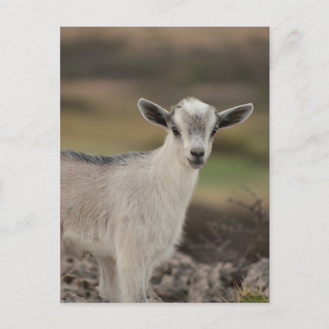 Carte Postale Adorable chèvre d'enfant (Devant)