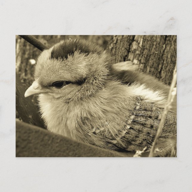Carte Postale Adorable Chick Jouer dans le jardin (Devant)