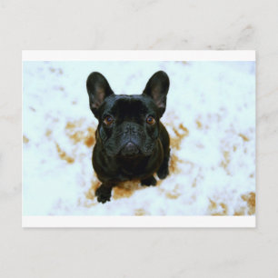 Carte Postale Adorable Chien-Chien-Putain Français Chien-botte !