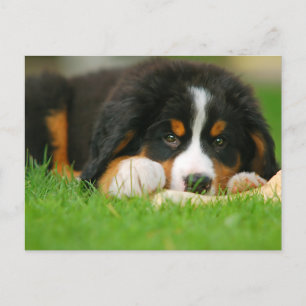 Carte Postale Adorable Chien de Montagne bernois Chien Chien Chi