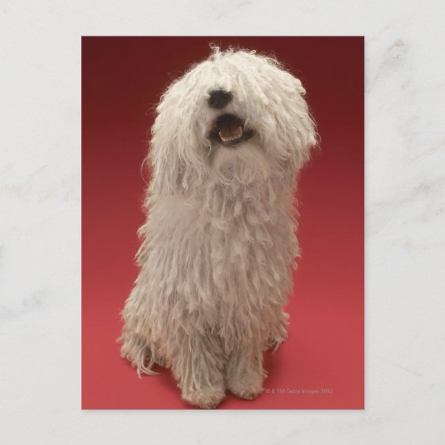 Carte Postale adorable chien Komondor (Devant)