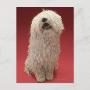 Carte Postale adorable chien Komondor