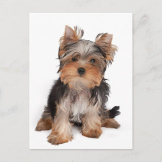 Carte Postale adorable chiot