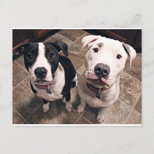 Carte Postale adorable chiot chien