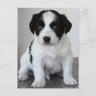 Carte Postale adorable Chiot noir et blanc