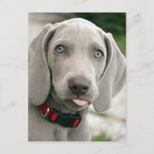Carte Postale adorable chiot weimaraner