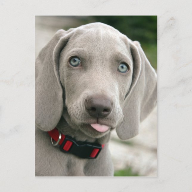 Carte Postale adorable chiot weimaraner (Devant)