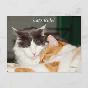 Carte postale adorable de la règle des chats