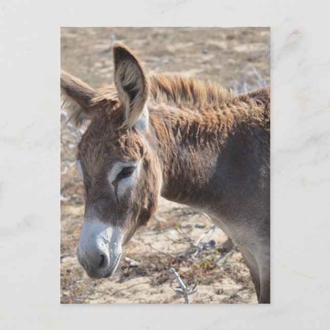 Carte Postale Adorable Donkey (Devant)